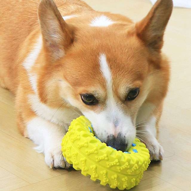 犬のおもちゃ わんにゃんデンタルリング