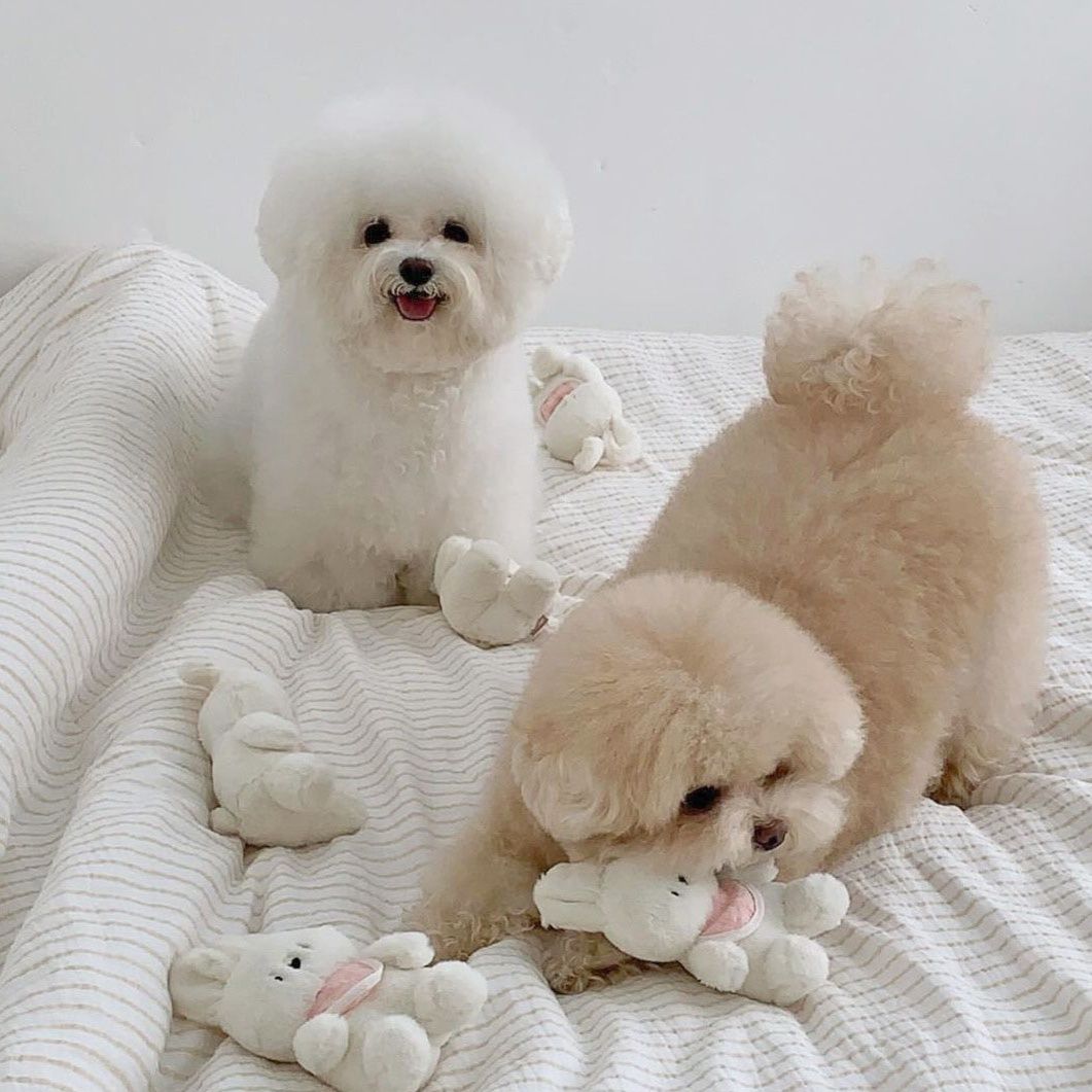 犬のおもちゃ にこにこうさぎのおともだち