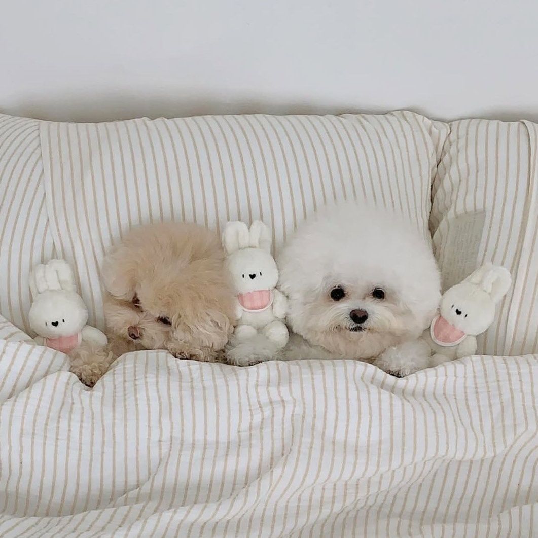 犬のおもちゃ にこにこうさぎのおともだち