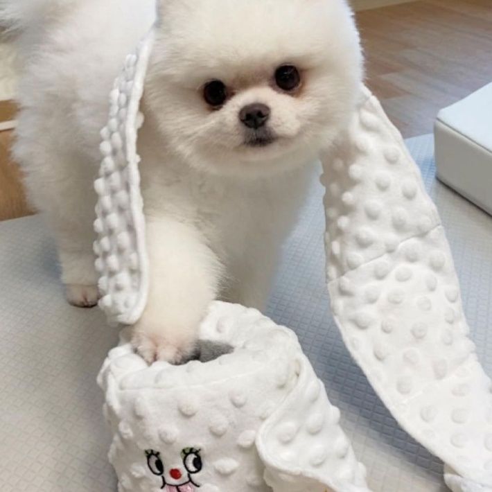 犬のおもちゃ にこにこ仲間たち 噛みぬいぐるみ