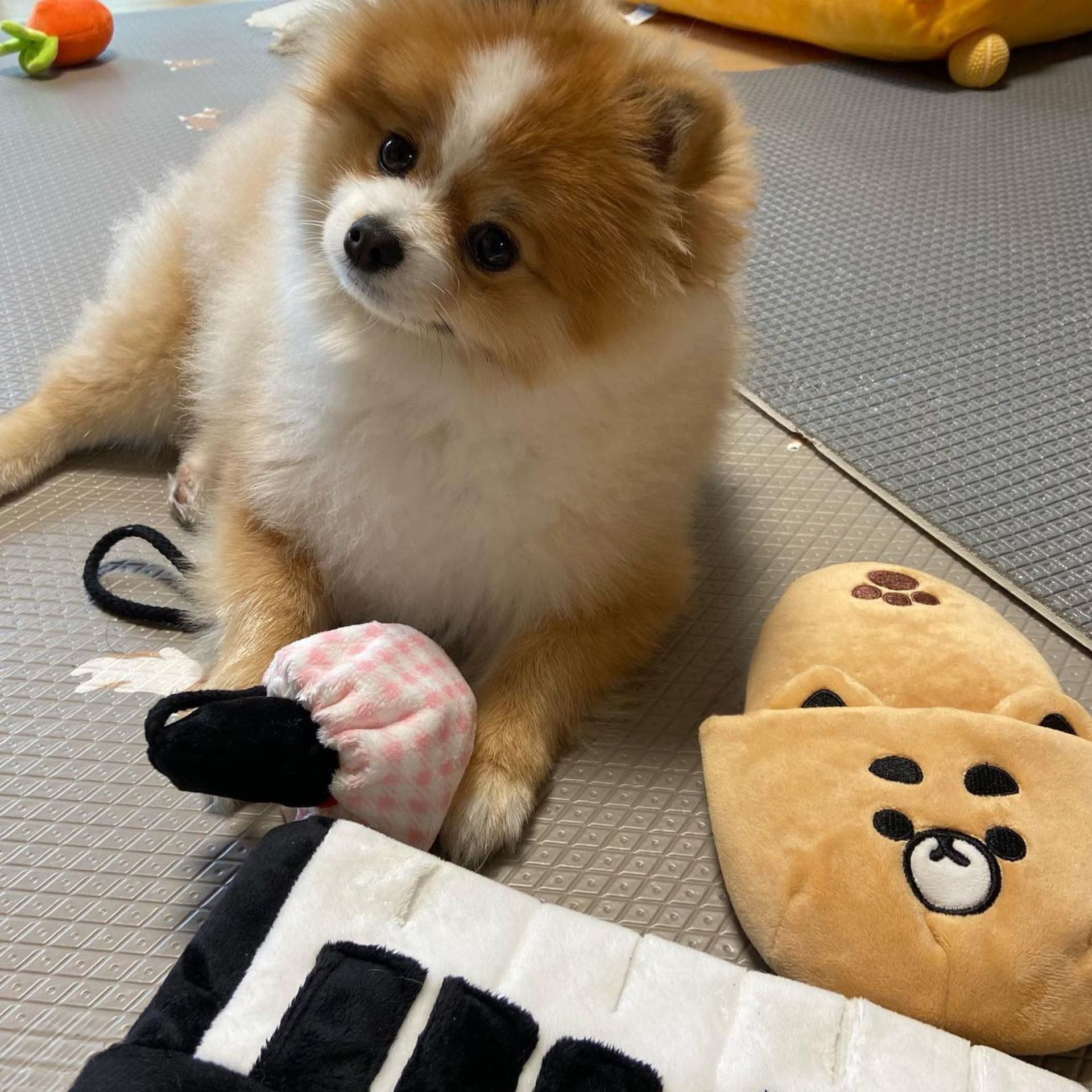 犬のおもちゃ ころんとくまさんぬいぐるみ