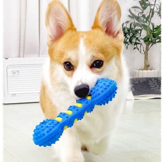 犬のおもちゃ デンタルケアボーン