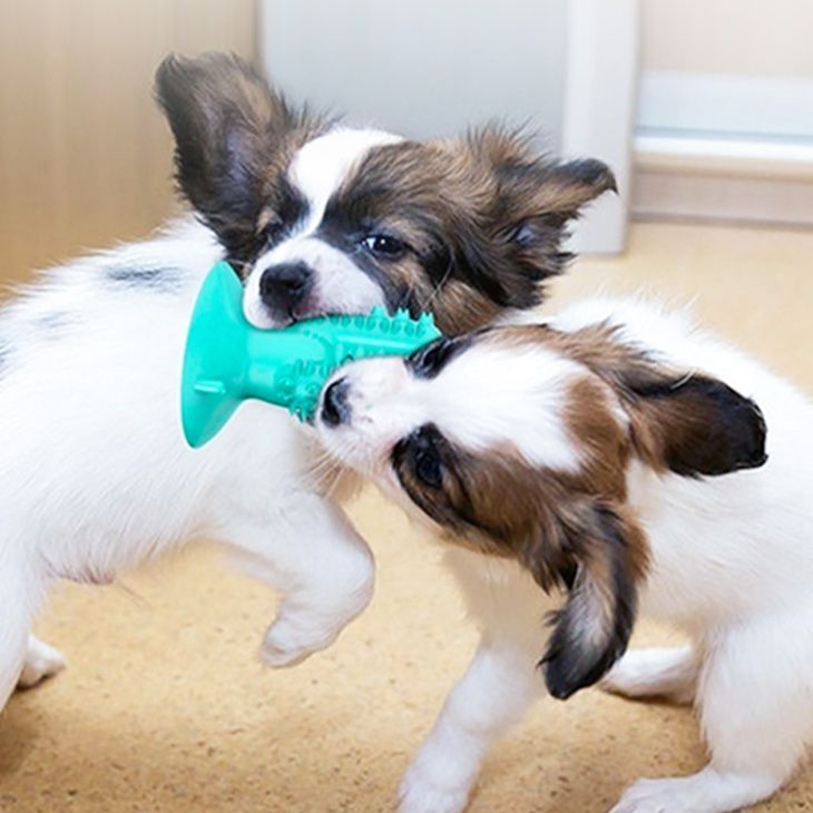 犬のおもちゃ わんわん歯みがきブラシ