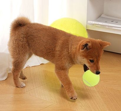 犬のおもちゃ 大型ふわふわ遊びボール