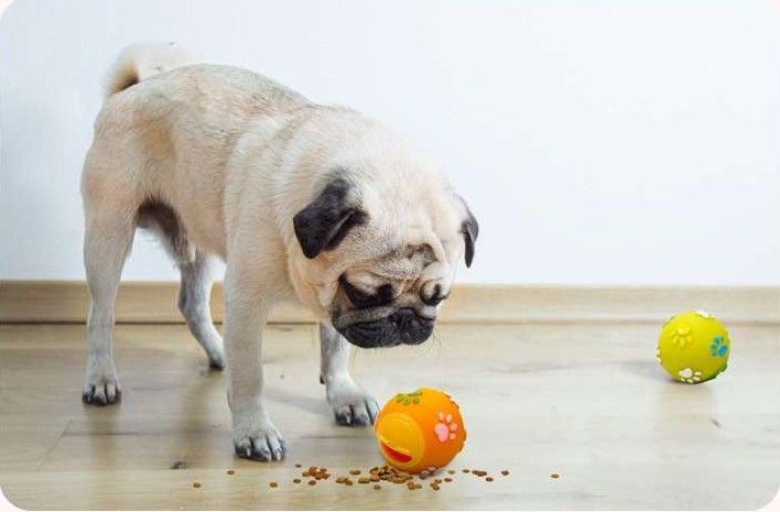 犬 おもちゃ 知育 | ペット用おやつ出る知育ボール