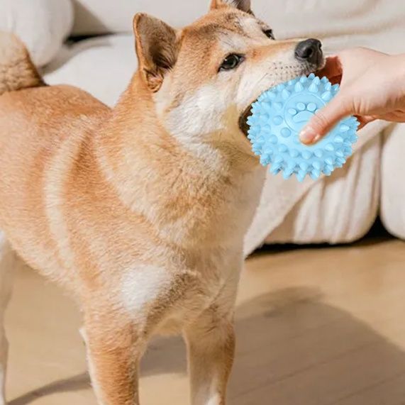 犬のおもちゃ 歯磨きデンタルトイセット
