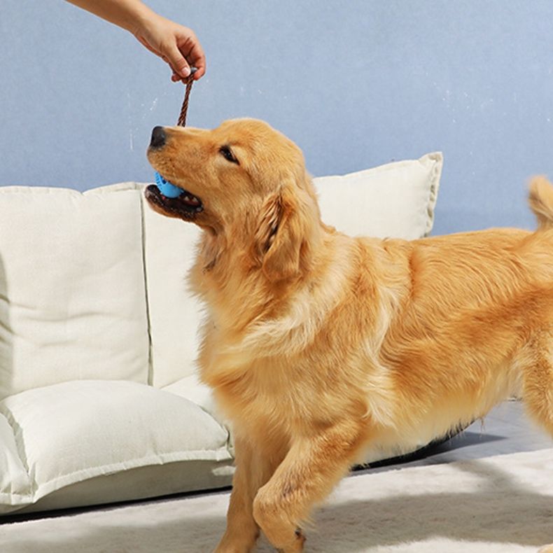 犬のおもちゃ デンタルクリーンラグビー