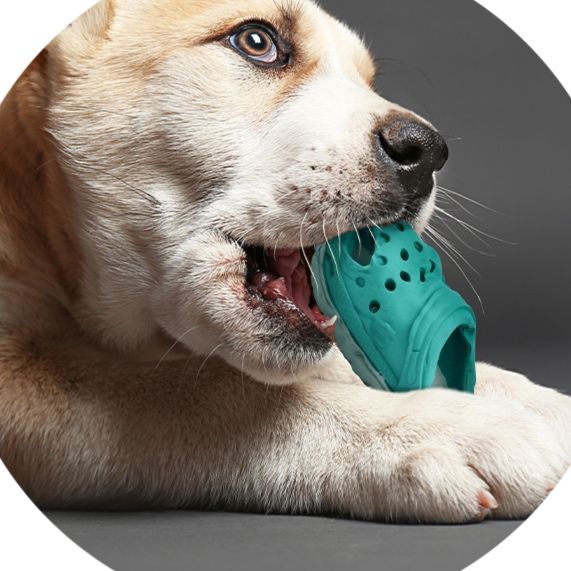 犬のおもちゃ サンダル型 噛みごたえトイ