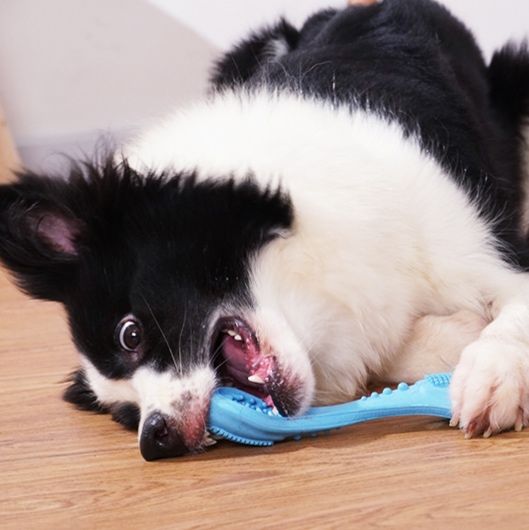 犬のおもちゃ わんちゃん歯ブラシボーン