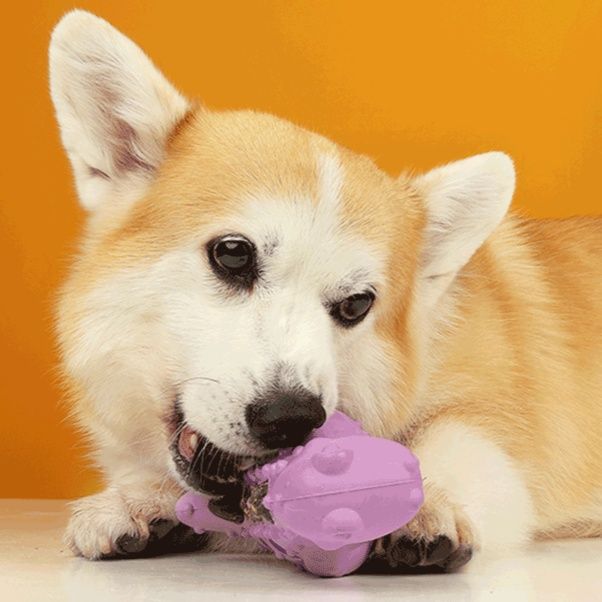 犬のおもちゃ 多機能歯磨き知育玩具恐竜型