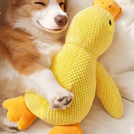 https://fulmo-img-server.com/inu-happy/1757985130265_mprtu3ql_pp8y3378.jpeg