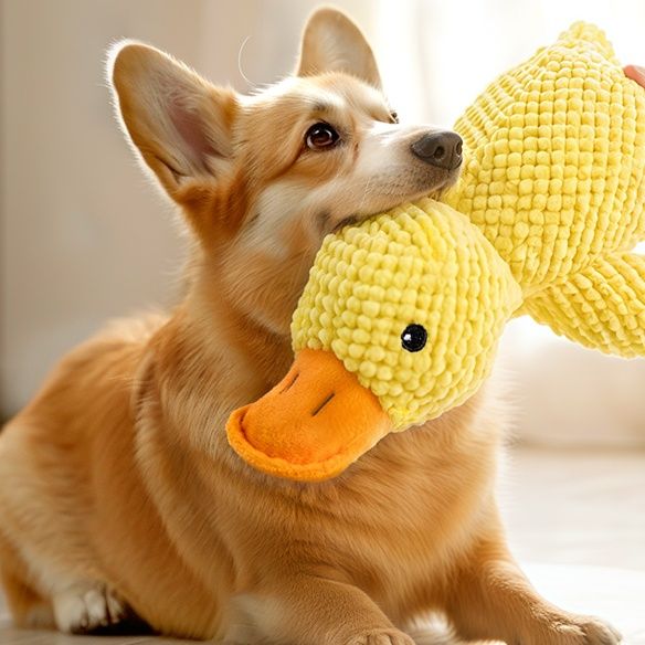 https://fulmo-img-server.com/inu-happy/1757985287830_ssk9w4ja_ojqawkaz.jpeg