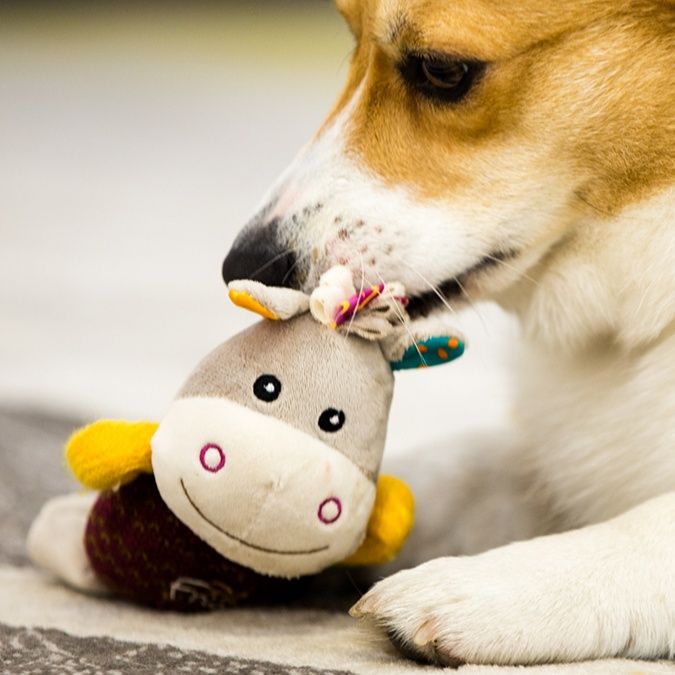 犬のおもちゃ 愛らしい動物たちの音が鳴る歯磨きぬいぐるみ