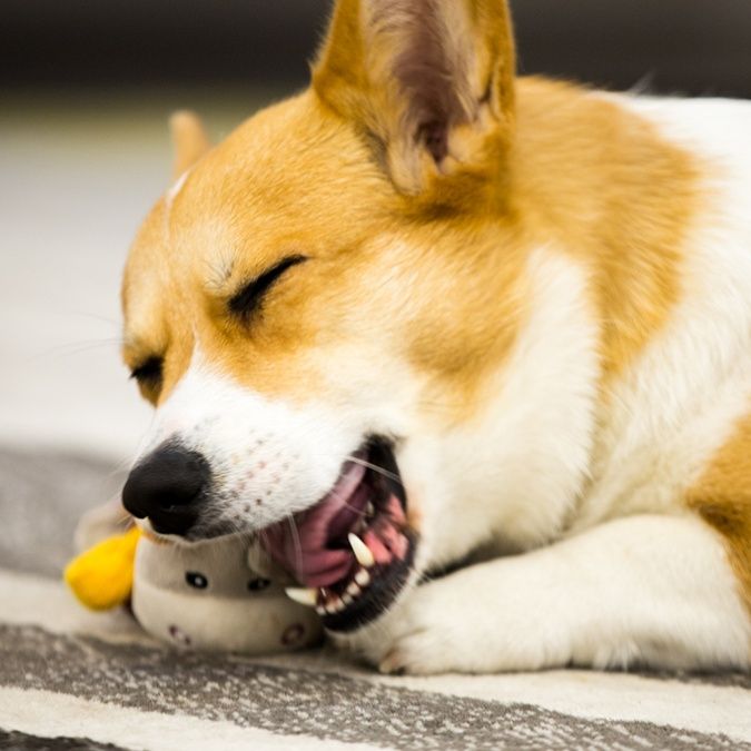 犬のおもちゃ 愛らしい動物たちの音が鳴る歯磨きぬいぐるみ