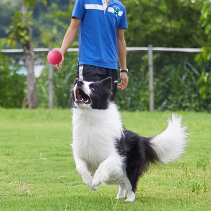 https://fulmo-img-server.com/inu-happy/1758077993669_0225zzys_ezc0zh97.jpeg