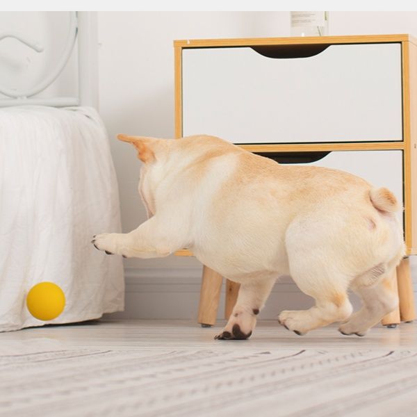 https://fulmo-img-server.com/inu-happy/1758078007596_9k4qsrhg_vbu0mccr.jpeg