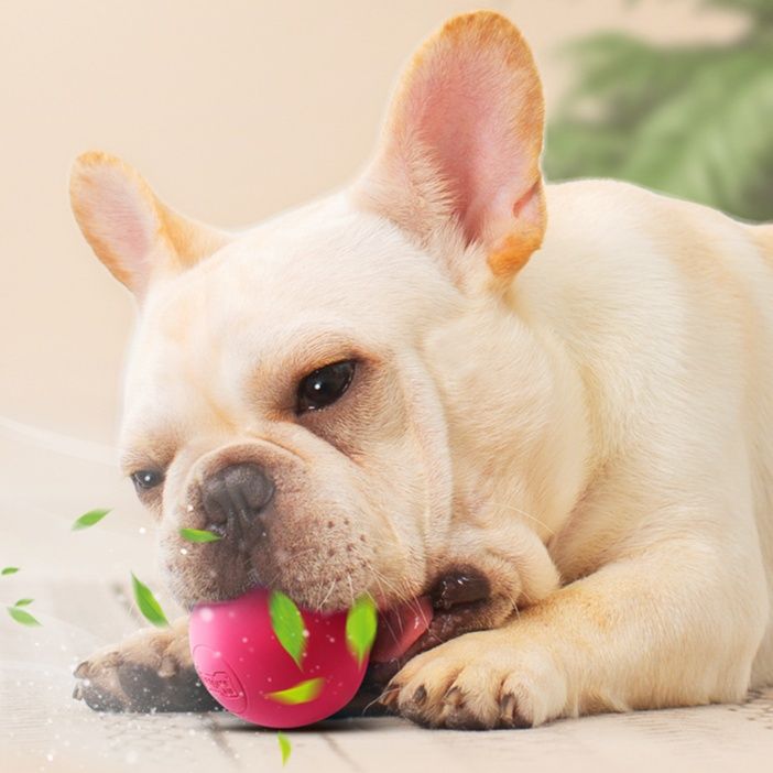 https://fulmo-img-server.com/inu-happy/1758078070151_dnoycfap_3j9uwzjk.jpeg