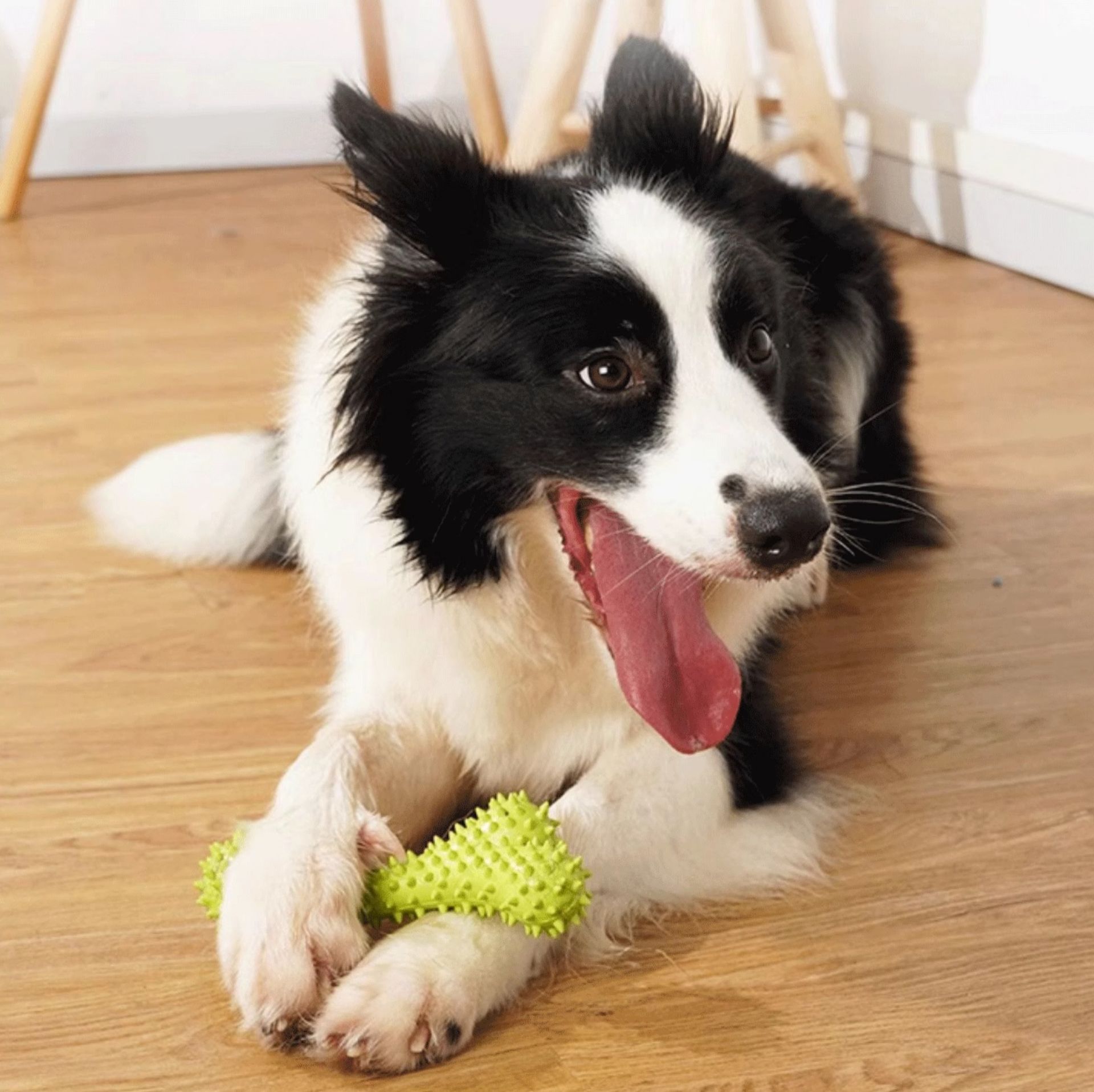 犬のおもちゃ もぐもぐ突起付き歯磨き骨型玩具