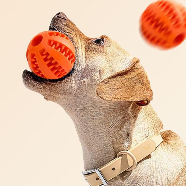 https://fulmo-img-server.com/inu-happy/1758178105553_25djmijj_b5080hob.jpeg
