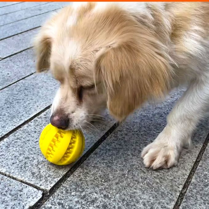https://fulmo-img-server.com/inu-happy/1758178166475_5slukh5g_1kiqdhsv.jpeg