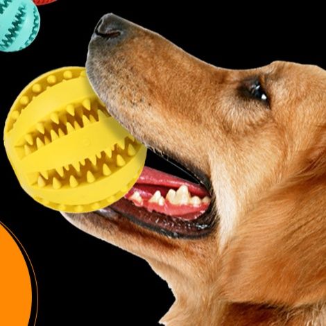 https://fulmo-img-server.com/inu-happy/1758515393285_exwptnhg_m4rj1iv6.jpeg