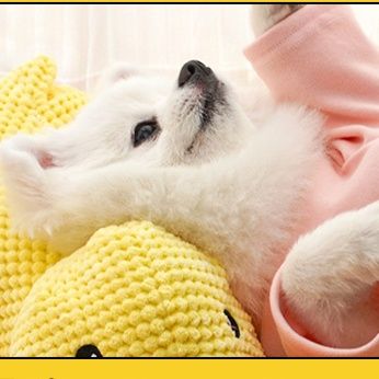 https://fulmo-img-server.com/inu-happy/1758679453292_e6u44d35_921bio6w.jpeg
