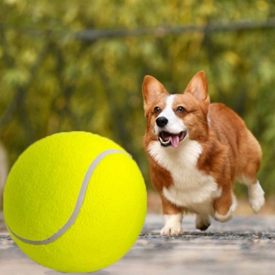 https://fulmo-img-server.com/inu-happy/1758681752424_fre72wbw_0quo7jrp.jpeg