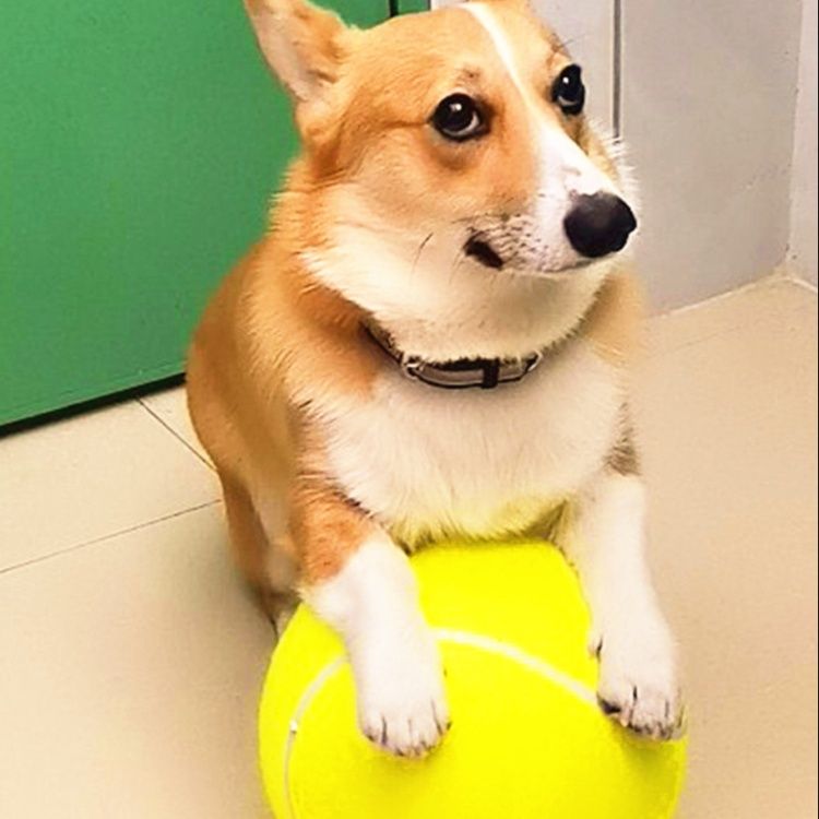 犬のおもちゃ 愛犬専用巨大テニス型遊びボール