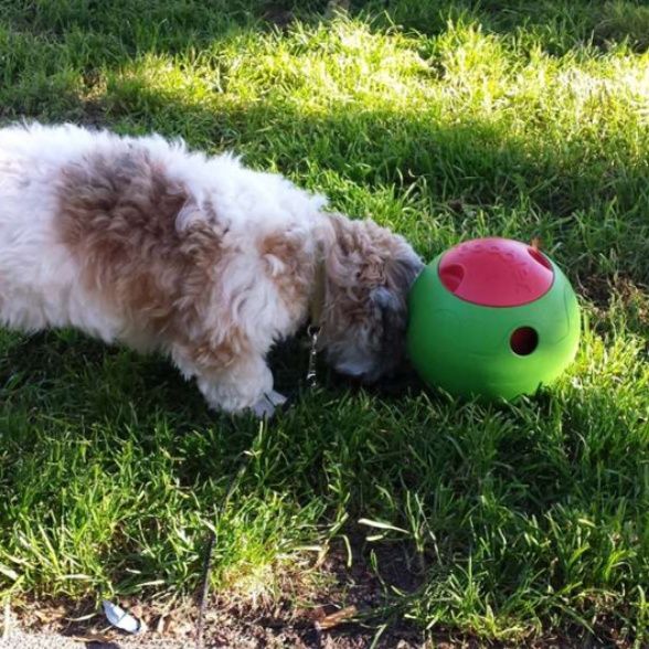 犬 おもちゃ ボール | 自動給餌パズルボール フーブラー