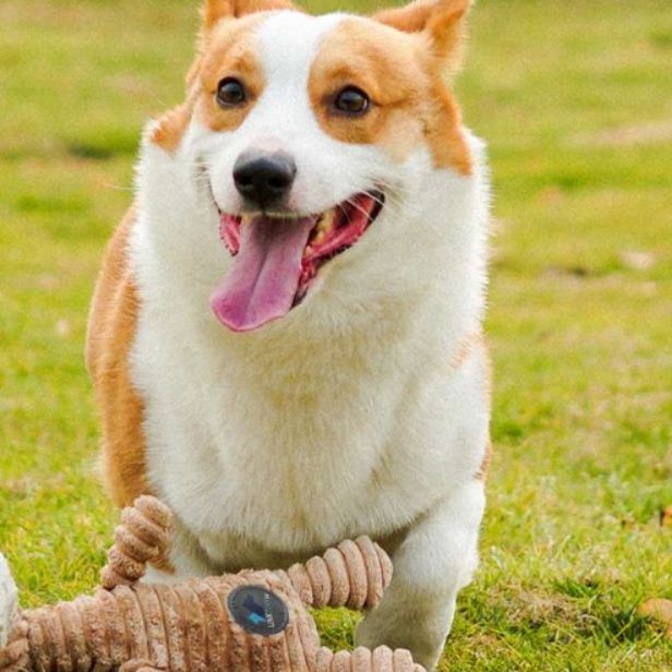 犬 おもちゃ ぬいぐるみ | コーギーが喜ぶ丈夫な動物ぬいぐるみ