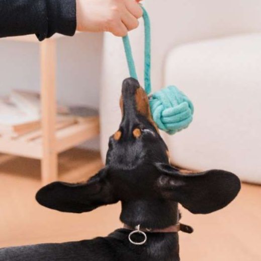 犬 おもちゃ ロープ | 歯磨き効果のある犬用結び目ロープ