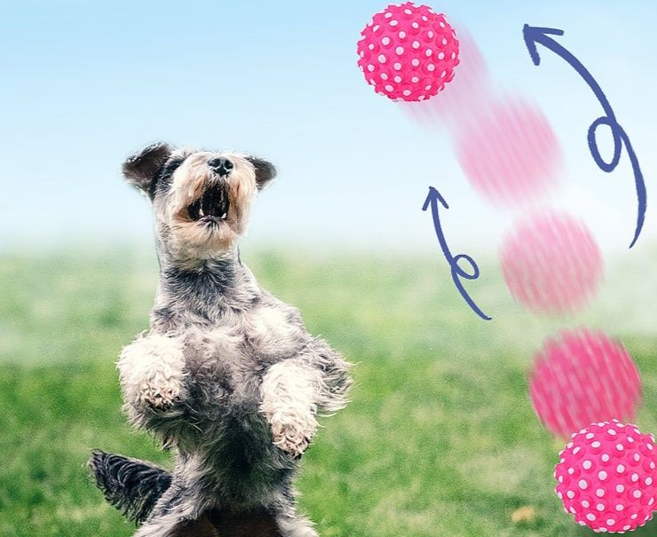 https://fulmo-img-server.com/inu-happy/1783737977516_dwl0dqj8_h1umkyz2.jpeg