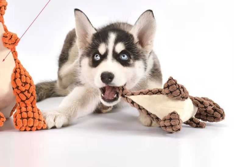 https://fulmo-img-server.com/inu-happy/1787286583252_lgkytl95_6tekrwi0.jpeg