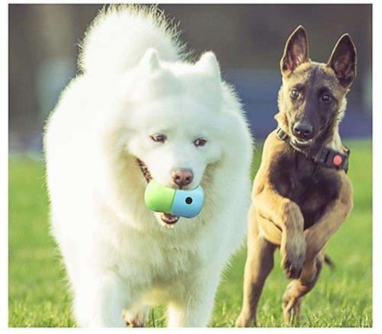 犬のおもちゃ  フォーラジングパズルボール