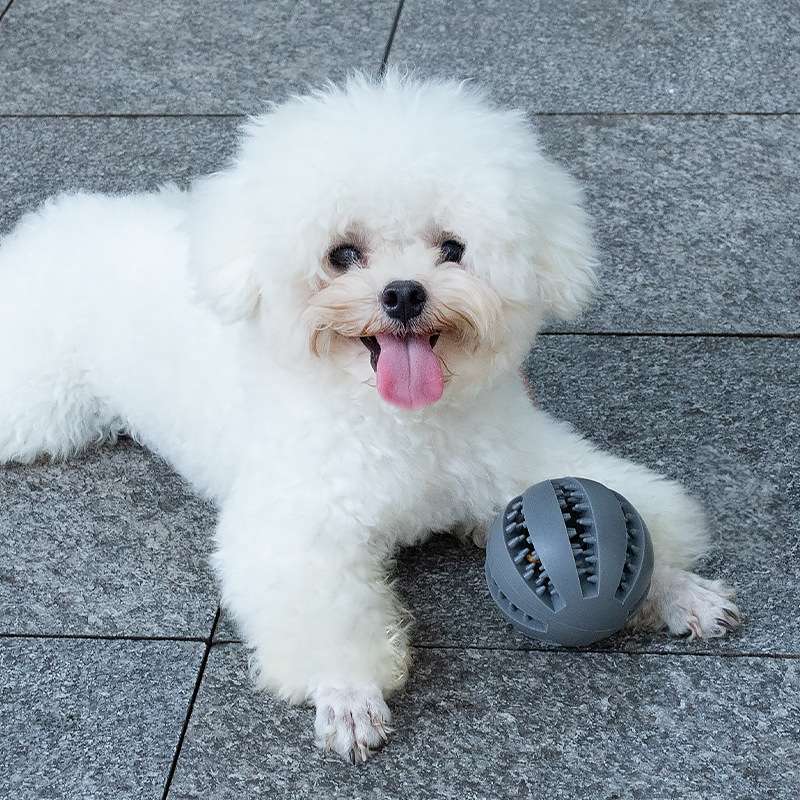 犬のおもちゃ  愛犬のデンタルボール