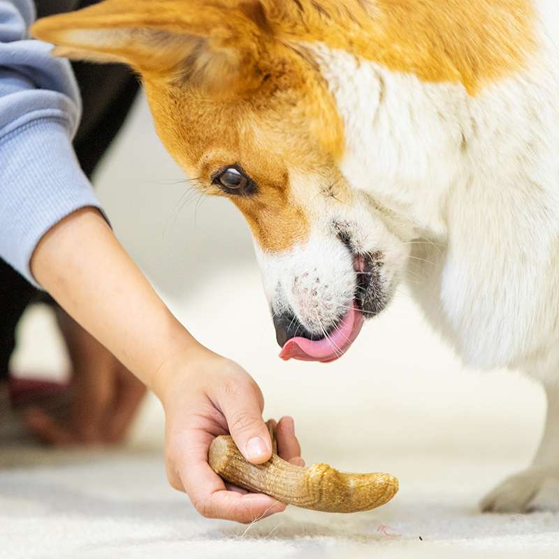 犬のおもちゃ  愛犬用天然木の骨型歯磨きおもちゃ