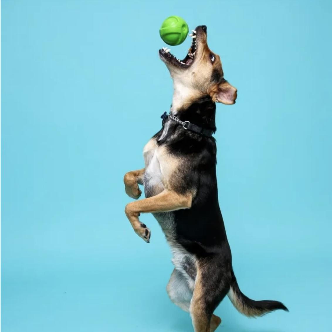 犬のおもちゃ 犬のおもちゃ ジャンピングバウンサー 弾力ボール