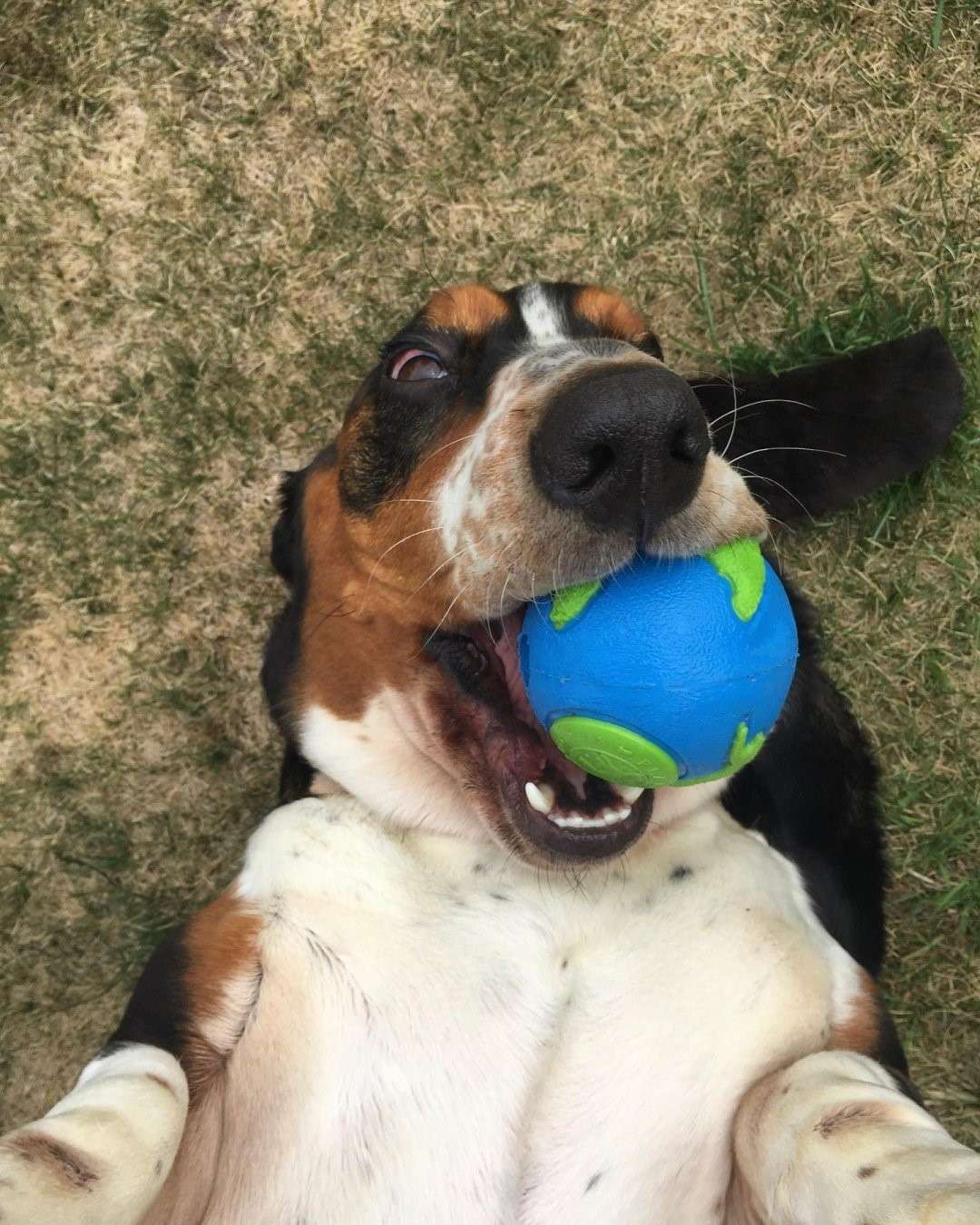 犬のおもちゃ  地球儀型トリーツボール