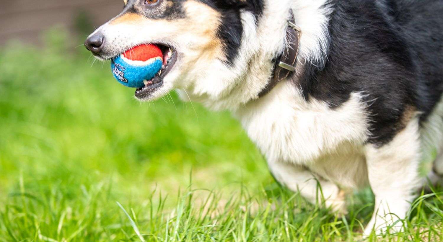 犬 おもちゃ ボール | 一体式内蔵発声器付き犬用ボール