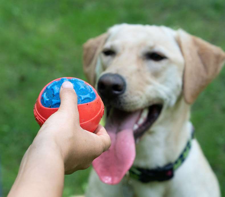 犬のおもちゃ  噛みごたえ抜群！飛びつき倒せボール