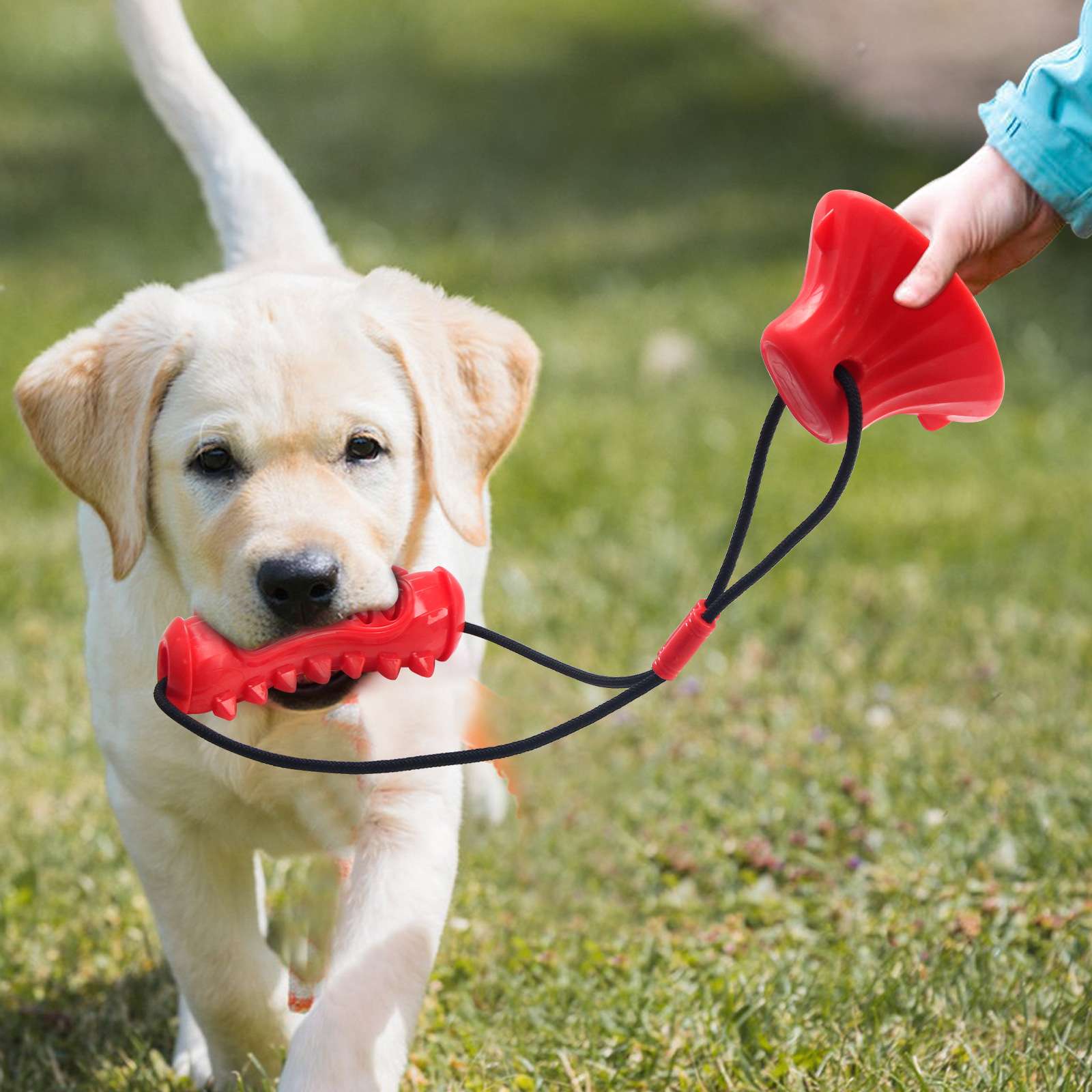 犬 おもちゃ | 噛んで遊ぶ吸盤付き犬用知育トイ