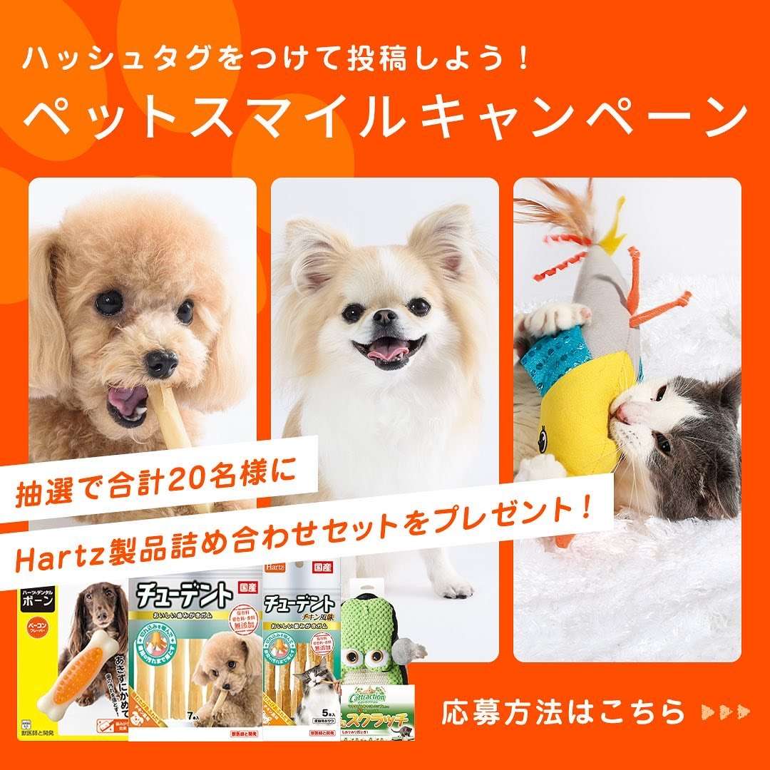 犬のおもちゃ  果実風味の噛み噛みデンタルボーン