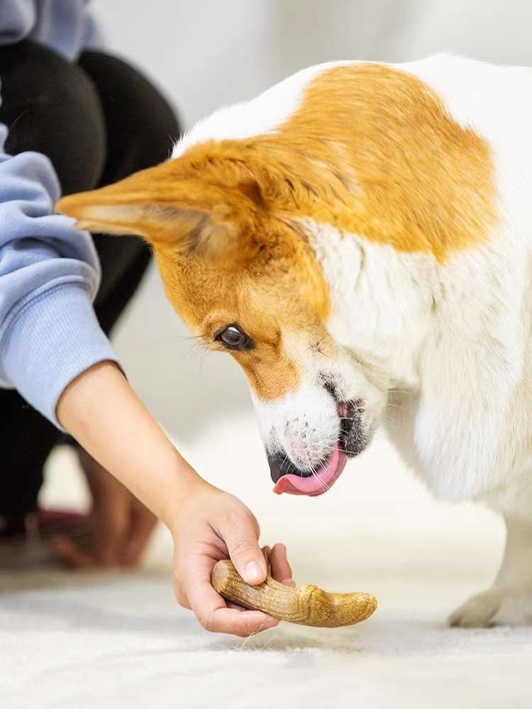 犬のおもちゃ  愛犬用 天然松の香り歯磨きおもちゃ