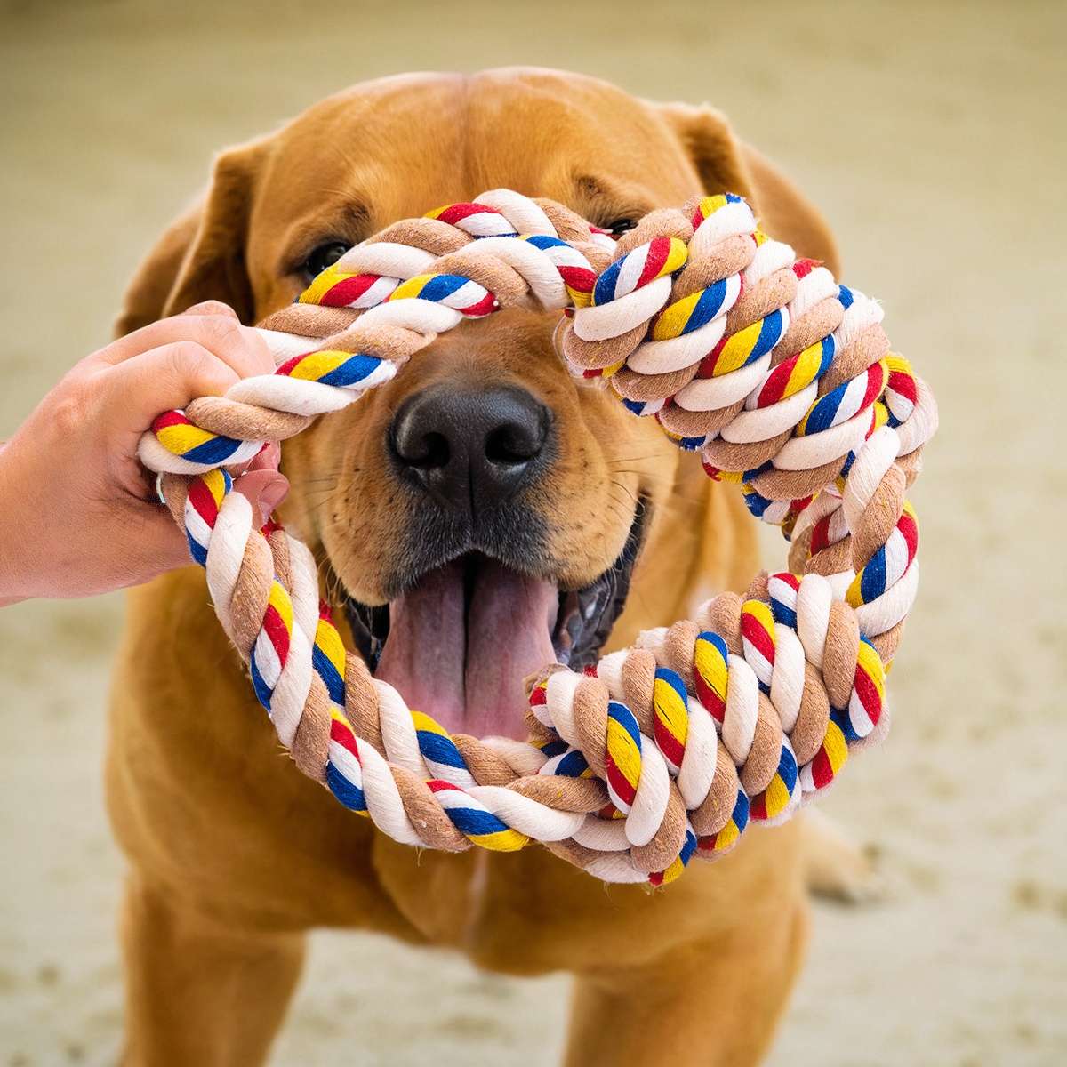 犬 おもちゃ ロープ | 愛犬のハートリング遊具