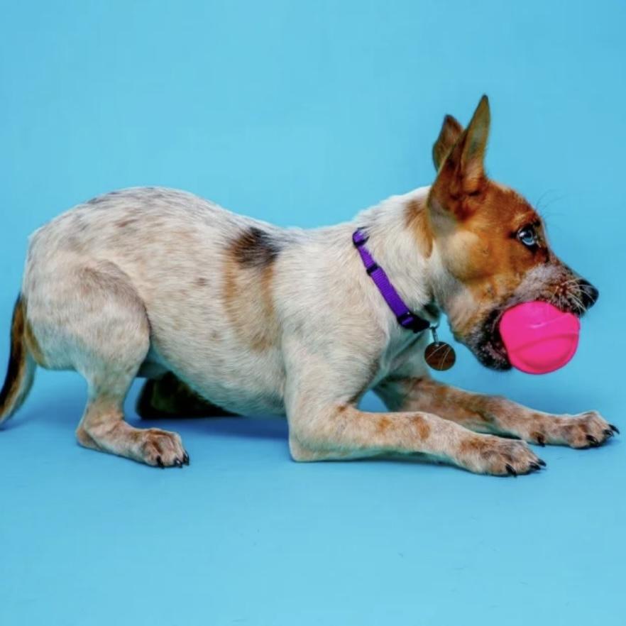 犬のおもちゃ 犬のおもちゃ ジャンピングバウンサー 弾力ボール