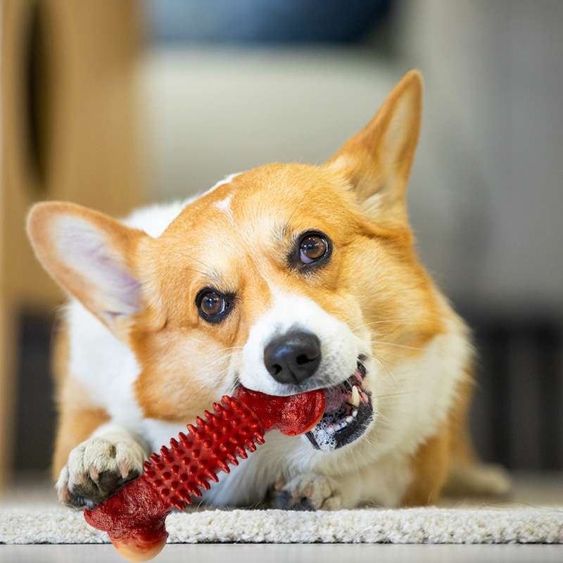 犬のおもちゃ  歯磨き効果抜群の音が鳴るおもちゃ骨