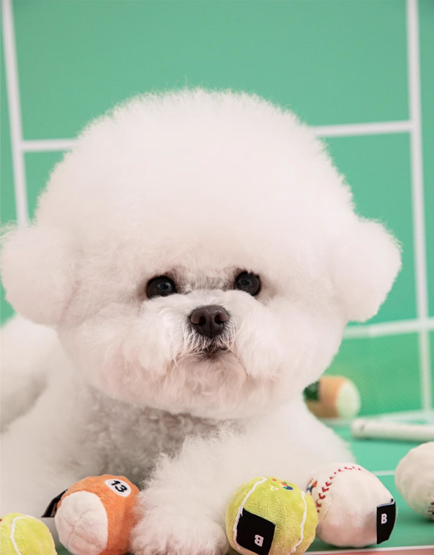 犬のおもちゃ スポーティーボール 遊び放題セット
