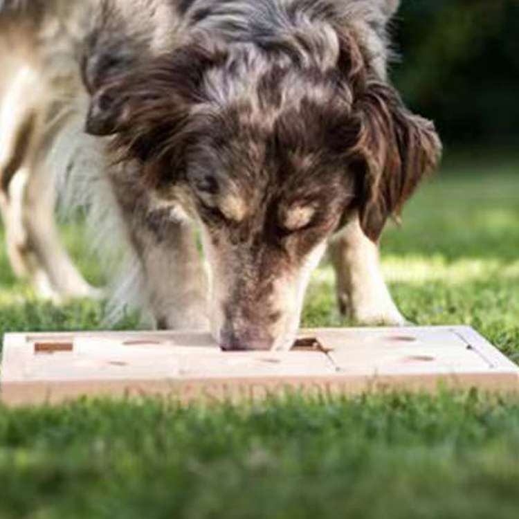 犬のおもちゃ ワンコの頭脳ゲーム