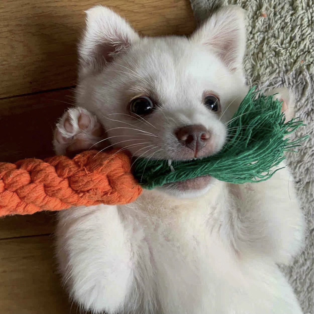 犬のおもちゃ にんじん型ロープ編み歯磨きトイ