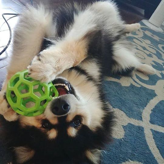 犬のおもちゃ 犬のおもちゃ 六角網目ボール